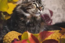 Grietje