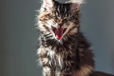 Tom