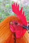 Pippi