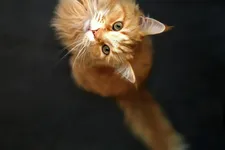 Grietje