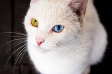 Pippi Langkous