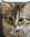 Sylvester