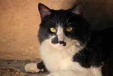 Caïro