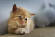 Daiquiri