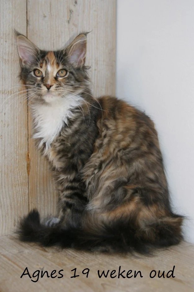 Agnes