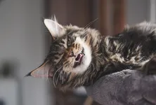 Grietje
