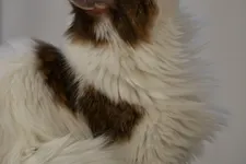 Grietje