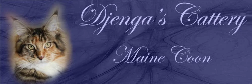 banner Djenga