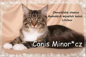 banner Canis minor