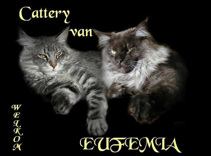 banner eufemia