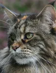 Sylvester