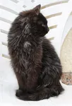 Arie