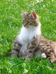 Sylvester