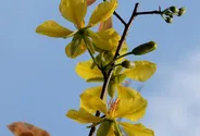 Mai Tai